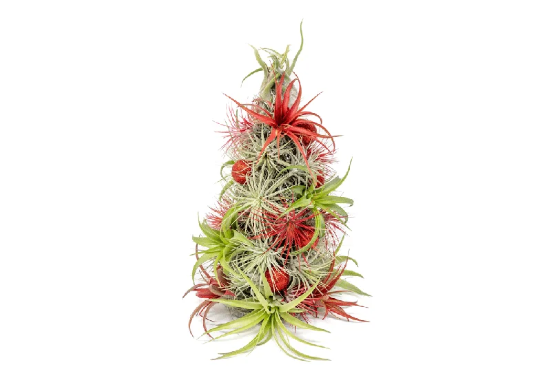 BULK DISCOUNT PRE-ORDER: 12 Inch Tall Handmade Air Plant Christmas Tree with 50 Living Tillandsias